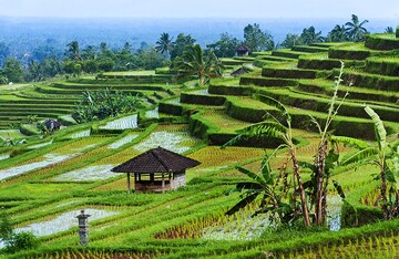 indonesia-jatiluwih-rice-fields.jpg