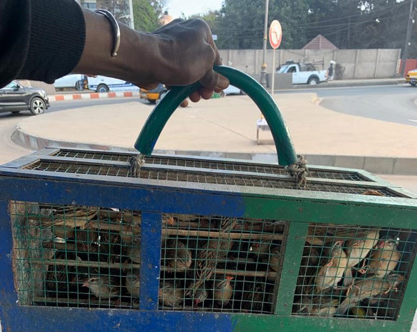 در سنگال، آزاد کردن پرندگان شادی می آورد