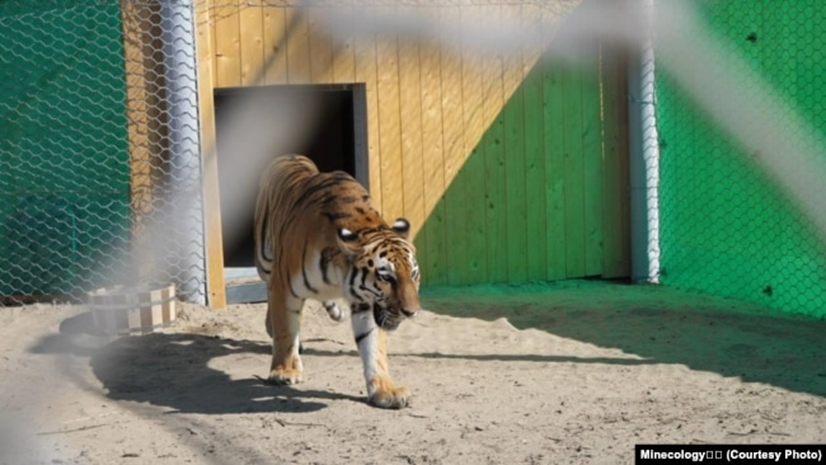 جهان ترک به جای جهان روس؟