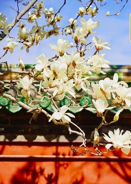 جشن چینگ مینگ (清明节 Qingming jie):