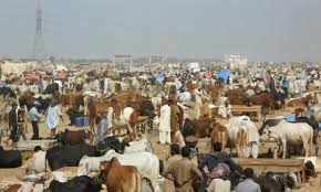 آیین عید قربان در پاکستان