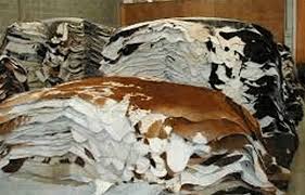 آیین عید قربان در پاکستان