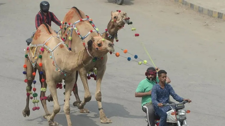آیین عید قربان در پاکستان