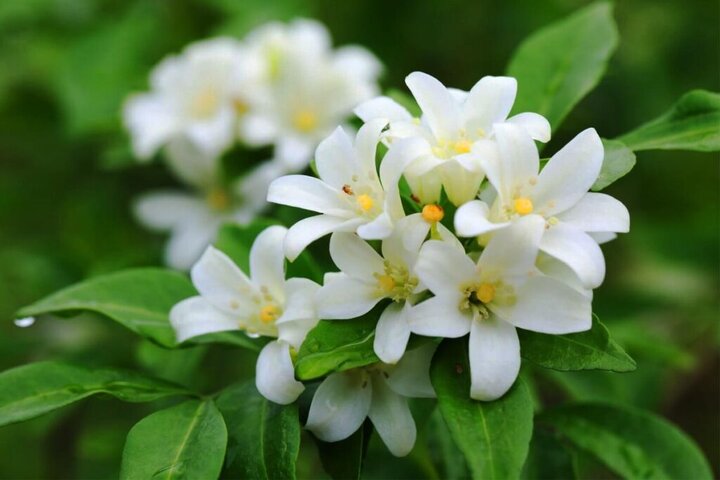 مزایای اقتصادی و فرهنگی گل ملی پاکستان – چمبیلی (یاسمن)