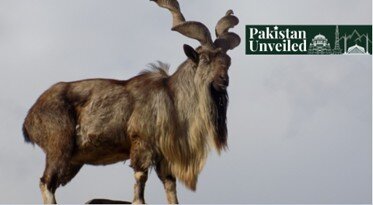 آشنایی با حیوان ملی پاکستان