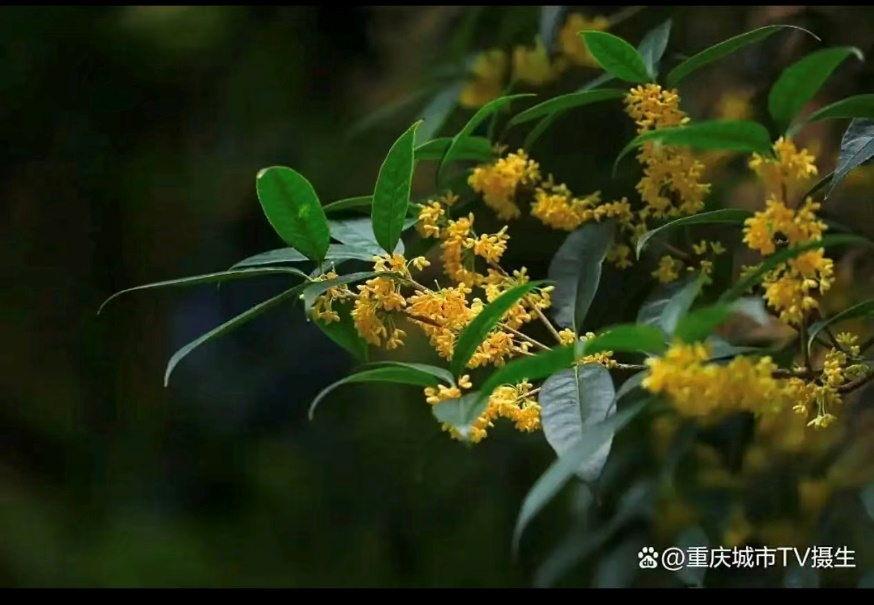 جشن نیمه پاییز (Zhong qiu jie 中秋节)