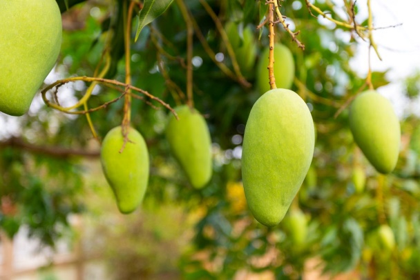 آشنایی با میوه ملی پاکستان