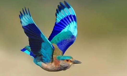 سه نگهبان خاموش طبیعت؛ روایتی از پرندگانی که پیشِ چشم ما ناپدید میشوند