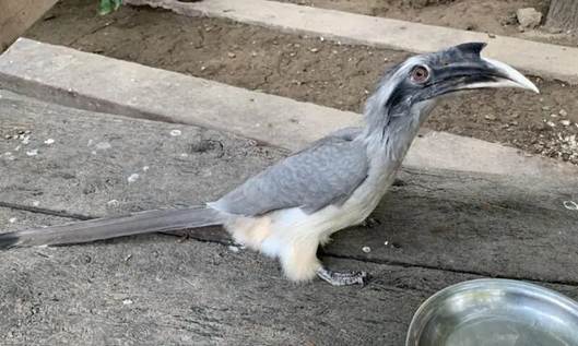 سه نگهبان خاموش طبیعت؛ روایتی از پرندگانی که پیشِ چشم ما ناپدید می‌شوند