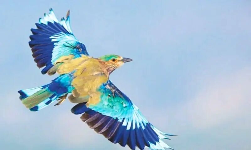 هریالِ پنهان، رولرِ آسمان‌نورد و هارن‌بیلِ کهنسال، زبان نادیدهٔ طبیعت‌اند