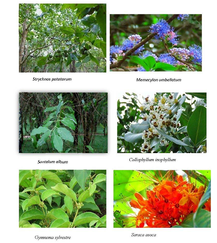 نقش آیینهای درمانی بومی سریلانکا در زندگی مدرن