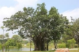 گیاهان نمادین در فرهنگ و اساطیر هند