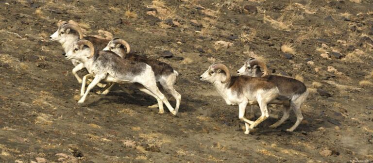 آشنایی با واخان، دومین پارک ملی افغانستان در بدخشان