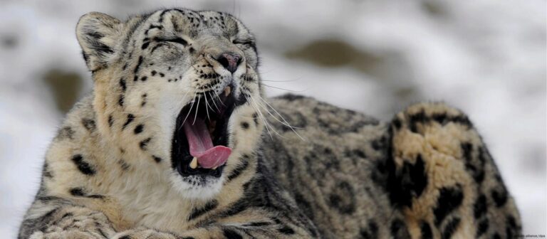 آشنایی با واخان، دومین پارک ملی افغانستان در بدخشان